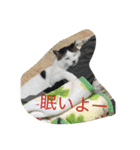 miisukesuke2（個別スタンプ：27）