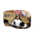 miisukesuke2（個別スタンプ：30）