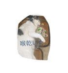 miisukesuke2（個別スタンプ：33）