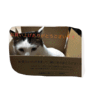 miisukesuke2（個別スタンプ：35）