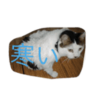 miisukesuke2（個別スタンプ：40）