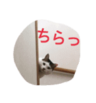 みーすけすけ（個別スタンプ：1）