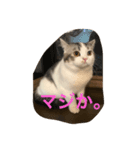 アルの日常（個別スタンプ：2）