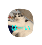 アルの日常（個別スタンプ：11）