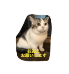 アルの日常（個別スタンプ：15）