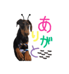 垂れ耳ドーベルマン~bell~（個別スタンプ：7）