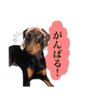 垂れ耳ドーベルマン~bell~（個別スタンプ：23）