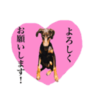 垂れ耳ドーベルマン~bell~（個別スタンプ：25）