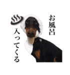 垂れ耳ドーベルマン~bell~（個別スタンプ：33）