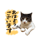 ねこばっかり（個別スタンプ：1）