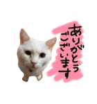 ねこばっかり（個別スタンプ：11）