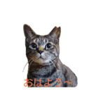 ちびたん パック 1（個別スタンプ：1）