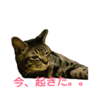 ちびたん パック 1（個別スタンプ：2）