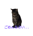 ちびたん パック 1（個別スタンプ：14）