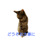 ちびたん パック 1（個別スタンプ：18）