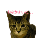 ちびたん パック 1（個別スタンプ：19）