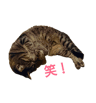 ちびたん パック 1（個別スタンプ：21）