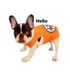 Obedient The Frenchie（個別スタンプ：1）