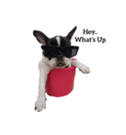 Obedient The Frenchie（個別スタンプ：2）