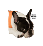Obedient The Frenchie（個別スタンプ：3）