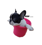 Obedient The Frenchie（個別スタンプ：4）