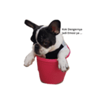 Obedient The Frenchie（個別スタンプ：5）