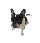 Obedient The Frenchie（個別スタンプ：6）