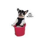 Obedient The Frenchie（個別スタンプ：8）
