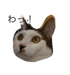 おーまる(猫)（個別スタンプ：1）