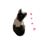 おーまる(猫)（個別スタンプ：2）