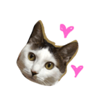 おーまる(猫)（個別スタンプ：4）