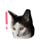 おーまる(猫)（個別スタンプ：5）