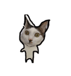 おーまる(猫)（個別スタンプ：7）