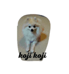 pomeranian koji koji（個別スタンプ：2）