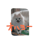 pomeranian koji koji（個別スタンプ：21）