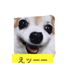 チワワさんスタンプ（個別スタンプ：1）