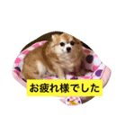 チワワさんスタンプ（個別スタンプ：2）