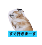 チワワさんスタンプ（個別スタンプ：3）