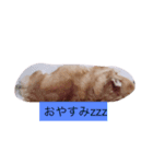 チワワさんスタンプ（個別スタンプ：4）