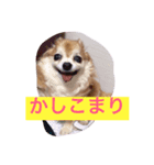 チワワさんスタンプ（個別スタンプ：5）