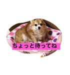チワワさんスタンプ（個別スタンプ：6）