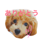 shell baby（個別スタンプ：1）