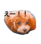 shell baby（個別スタンプ：2）