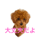 shell baby（個別スタンプ：6）