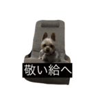 ヨークシャテリアのため（あおあお）（個別スタンプ：7）
