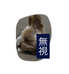 ヨークシャテリアのため（あおあお）（個別スタンプ：11）