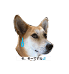 MofMofMof（個別スタンプ：1）
