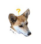 MofMofMof（個別スタンプ：2）