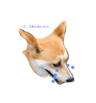 MofMofMof（個別スタンプ：3）