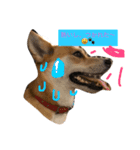MofMofMof（個別スタンプ：5）